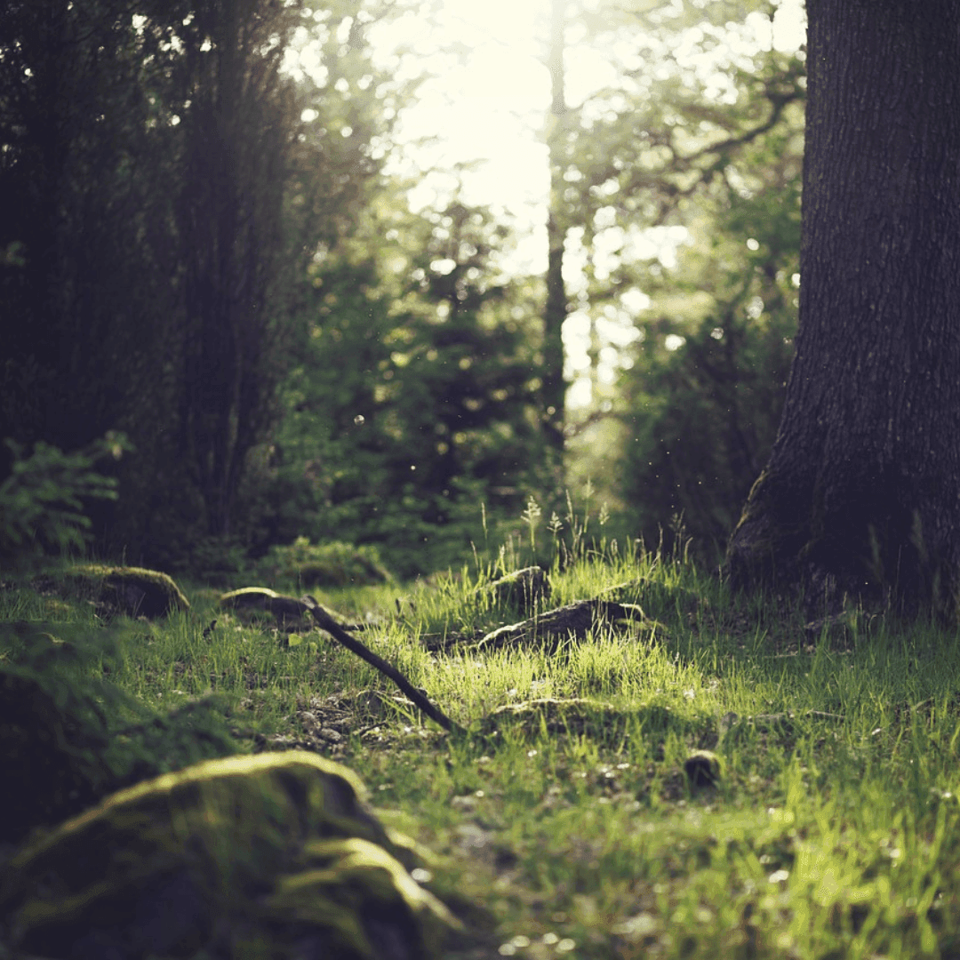 Sunlight illuminates a serene forest path with green grass and moss-covered rocks.