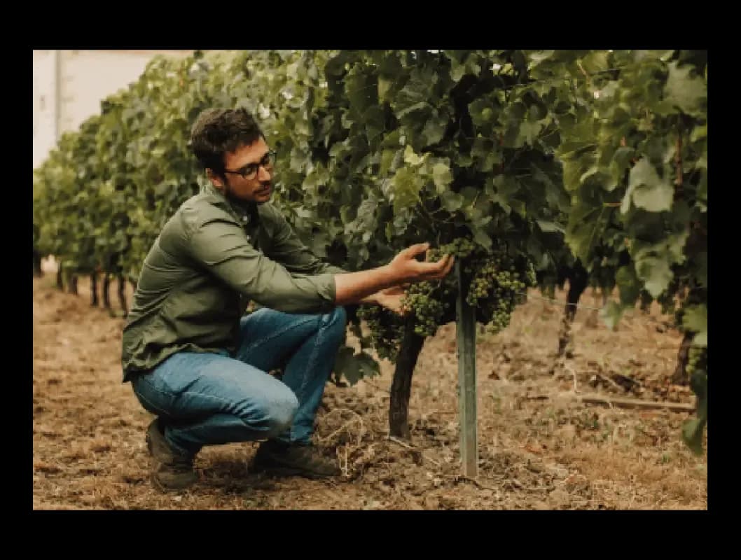 Man in green shirt crouches in a vineyard, inspecting grapevines with care.