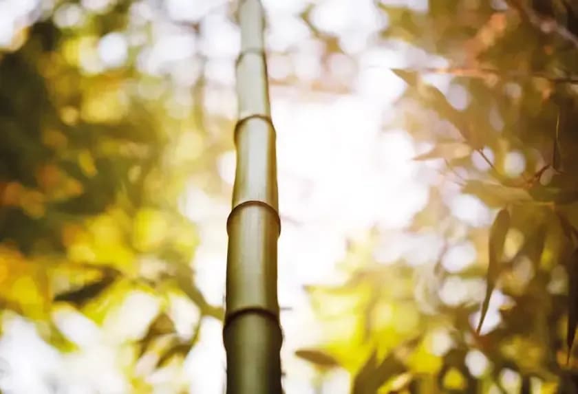 A tall, green bamboo stalk stands vertically against a blurry, sunlit forest background.